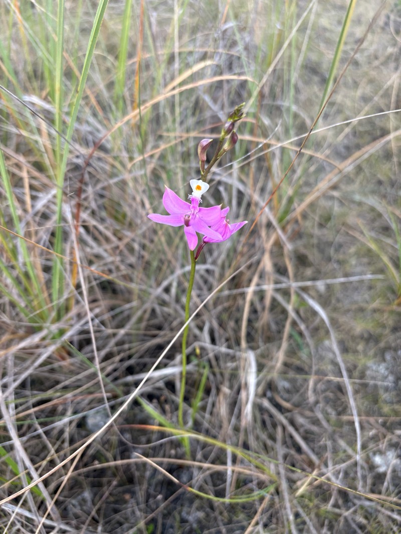 Calopogon tuberosus var. simpsonii