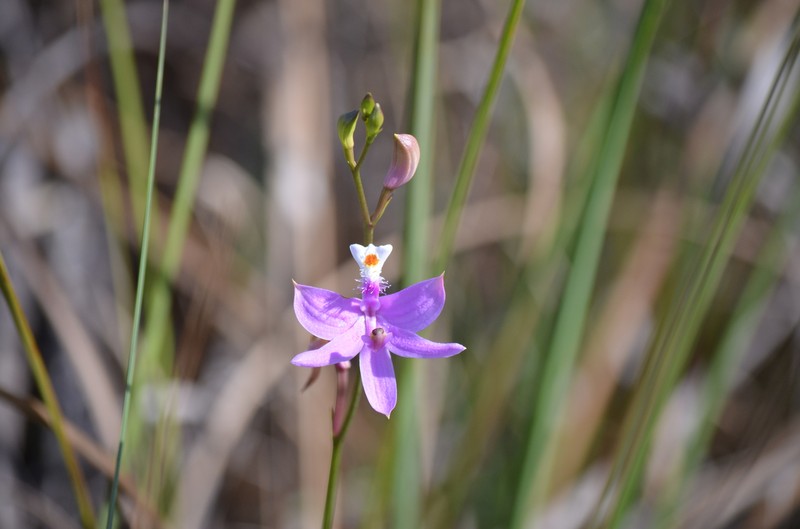 Calopogon tuberosus var. simpsonii photo 2