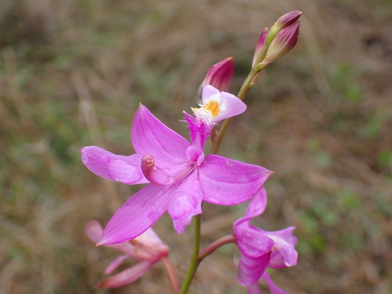 Calopogon tuberosus var. simpsonii photo 3