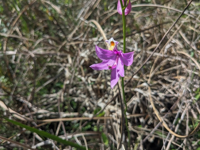 Calopogon tuberosus var. simpsonii photo 4
