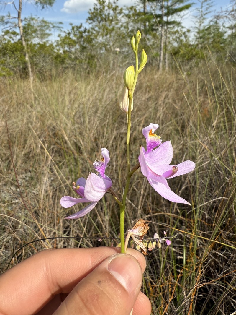 Calopogon tuberosus var. simpsonii photo 5