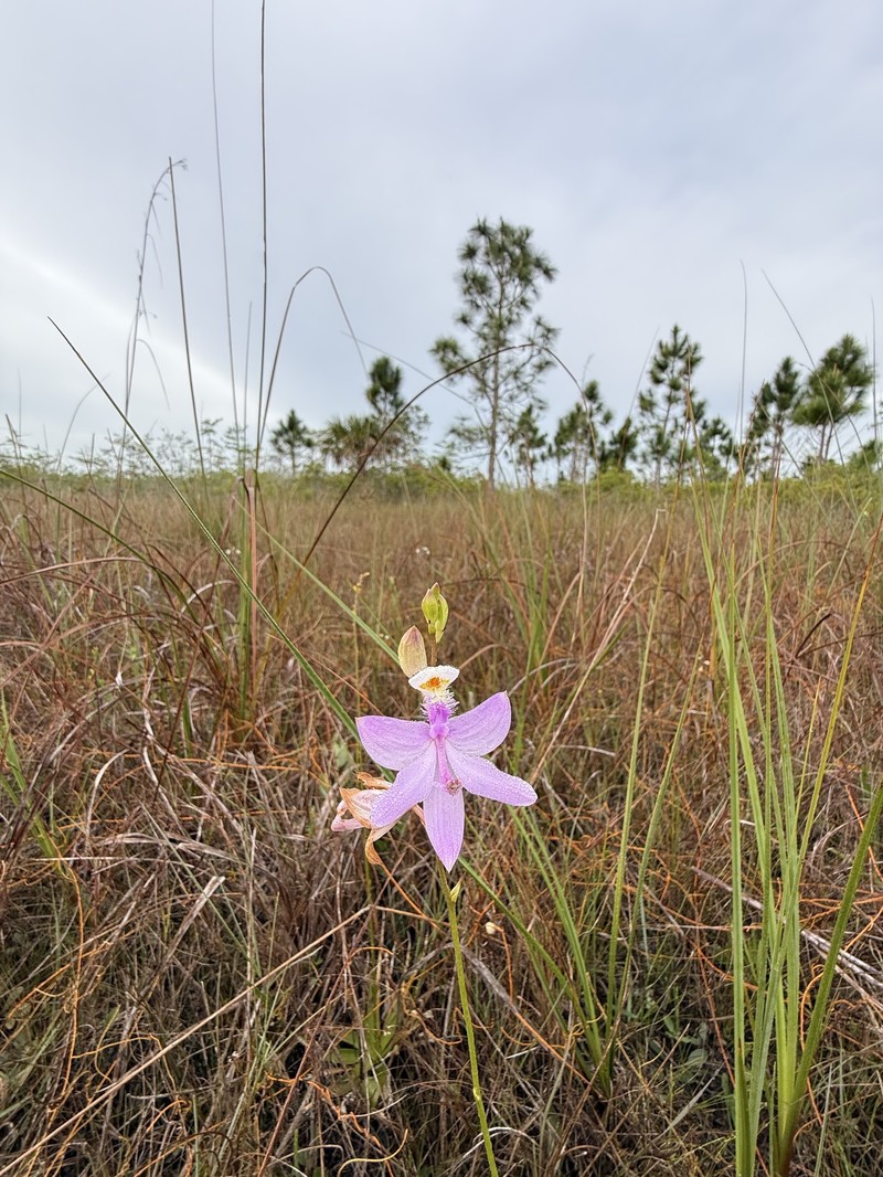 Calopogon tuberosus var. simpsonii photo 6