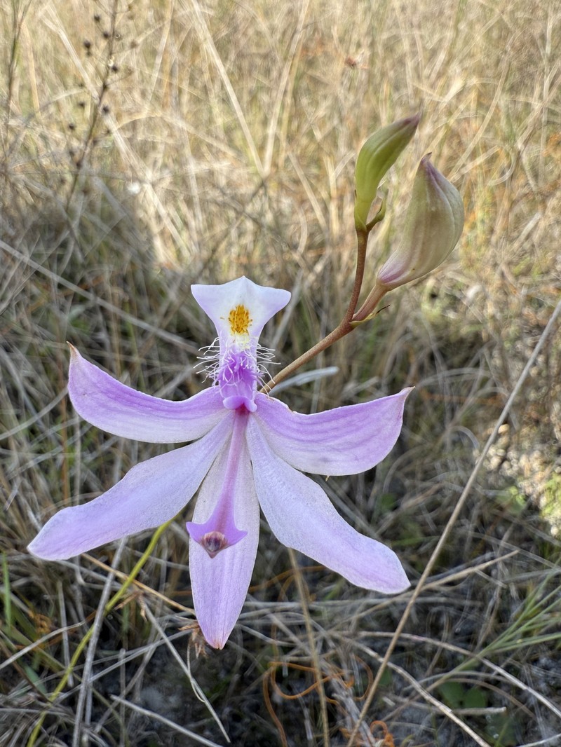 Calopogon tuberosus var. simpsonii photo 7