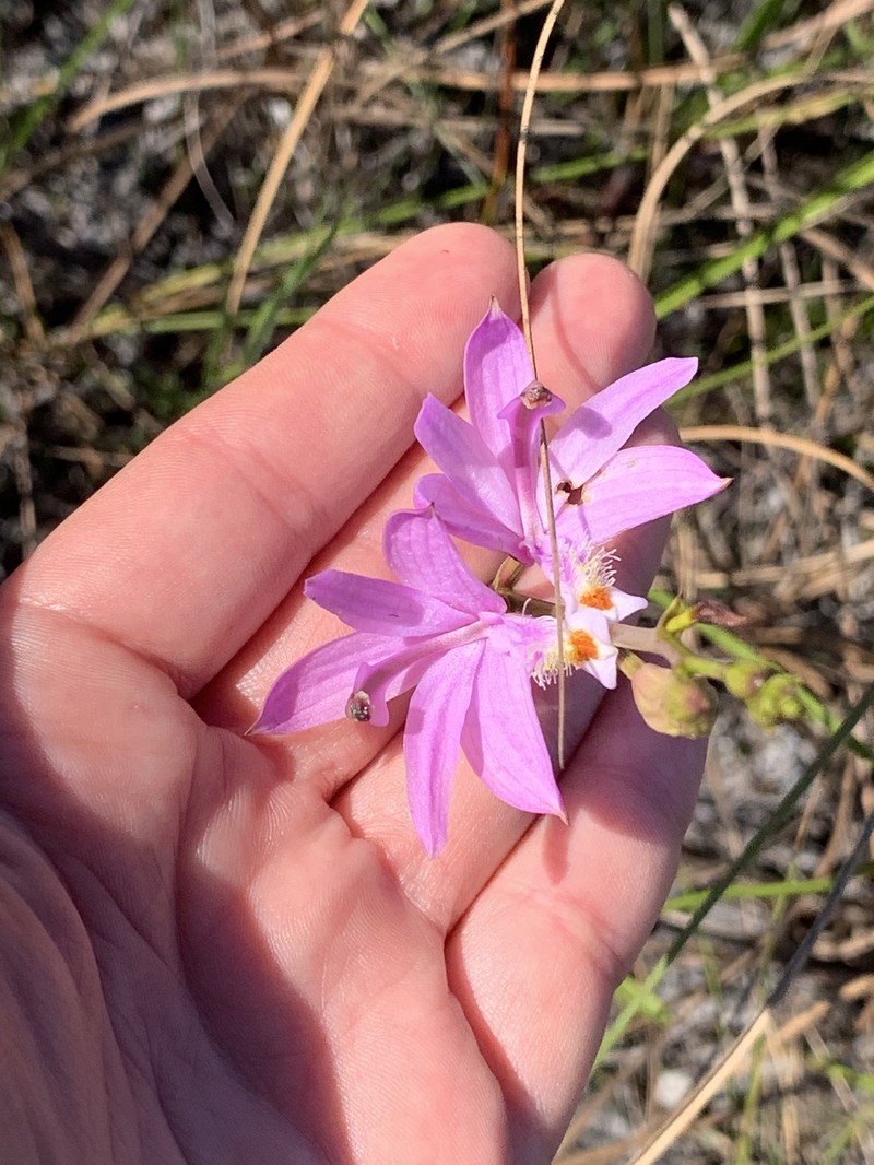 Calopogon tuberosus var. simpsonii photo 8