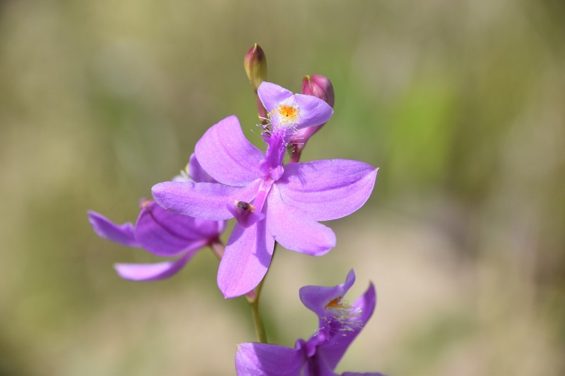 Calopogon tuberosus var. tuberosus photo 2