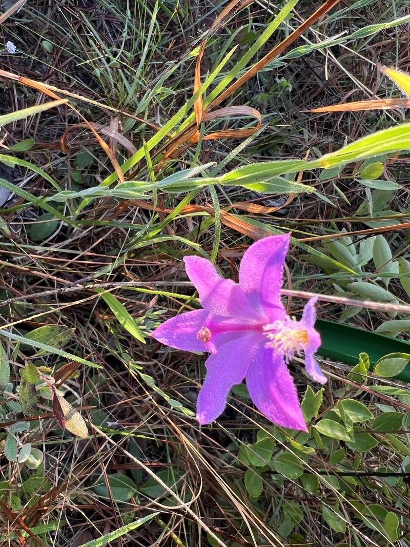 Calopogon tuberosus var. tuberosus photo 3