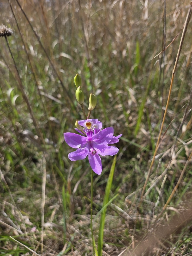 Calopogon tuberosus var. tuberosus photo 4