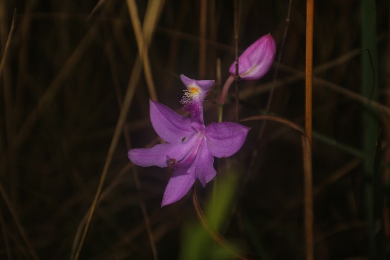 Calopogon tuberosus var. tuberosus photo 5