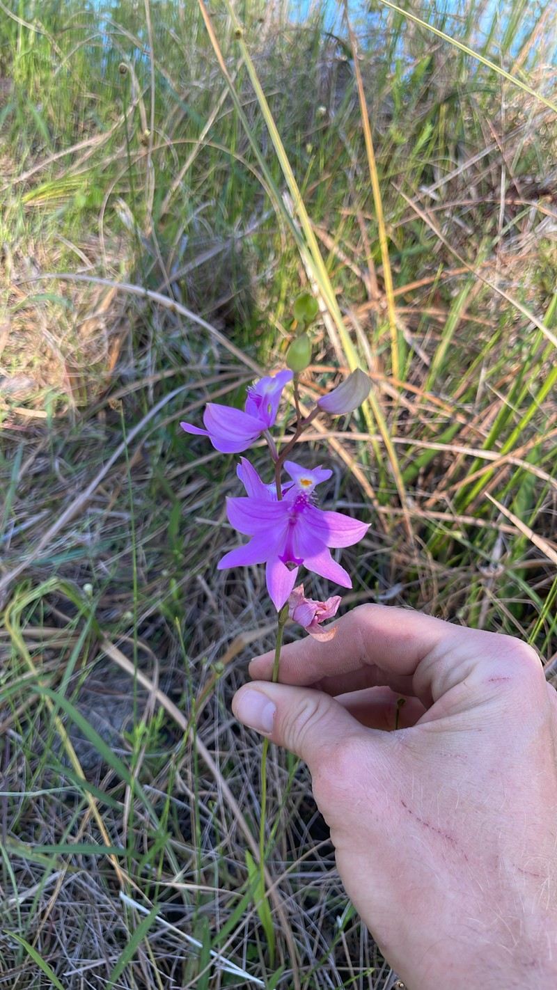 Calopogon tuberosus var. tuberosus photo 6