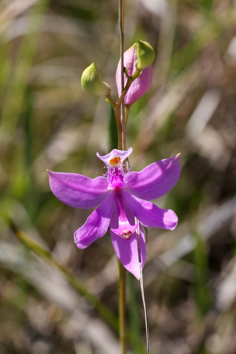 Calopogon tuberosus var. tuberosus photo 7