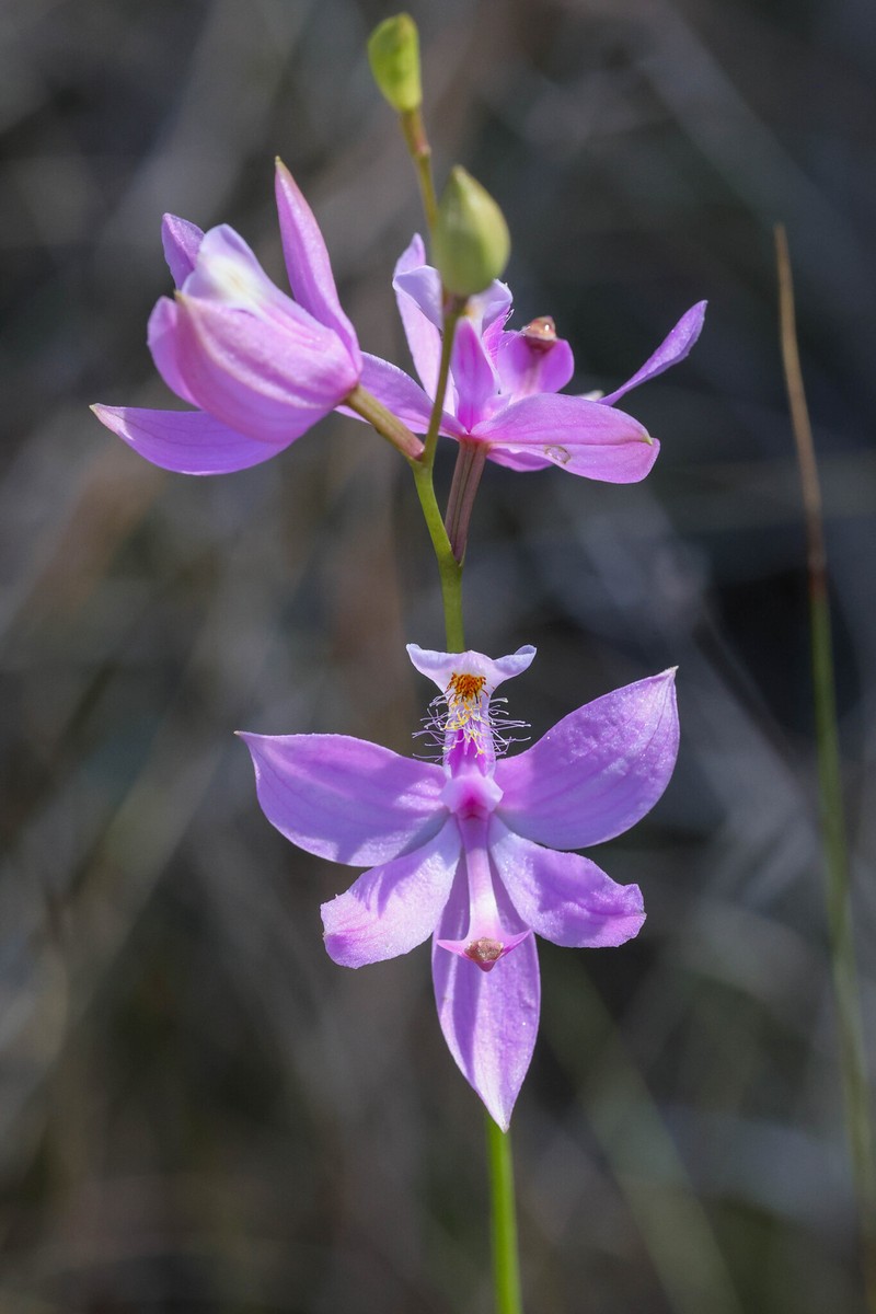 Calopogon tuberosus var. tuberosus photo 8