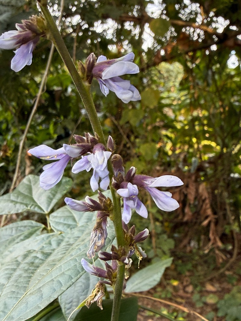 Jicama photo 2