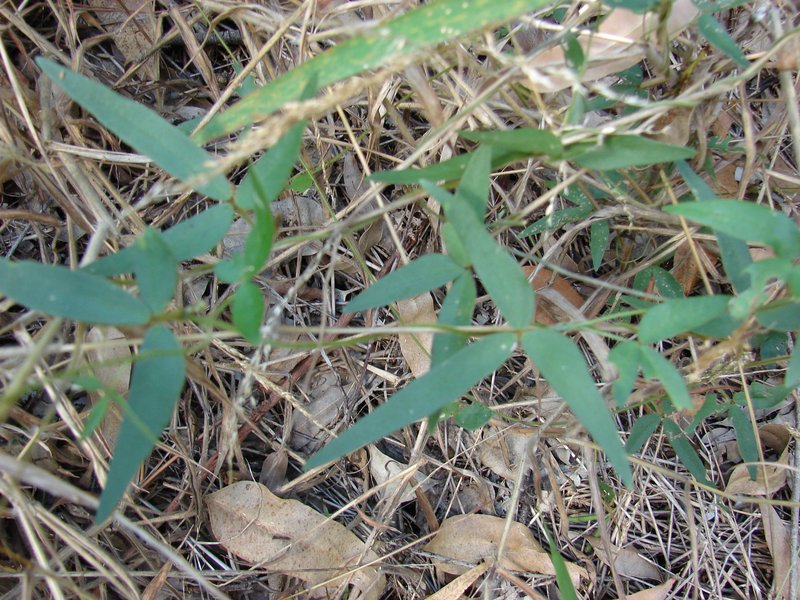 Calopogonium galactioides