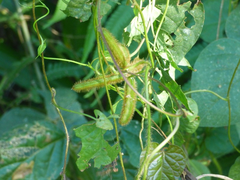 Calopo photo 5