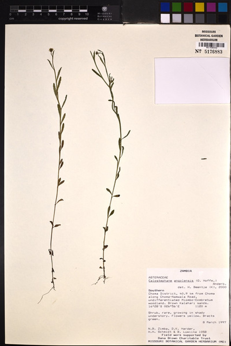 Calostephane angolensis photo 2