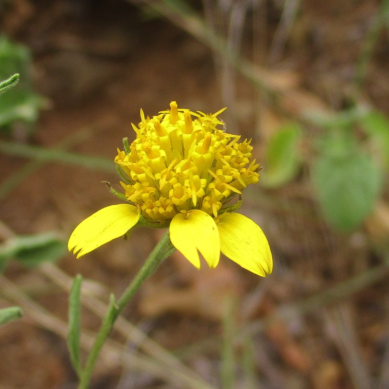 Calostephane divaricata photo 4