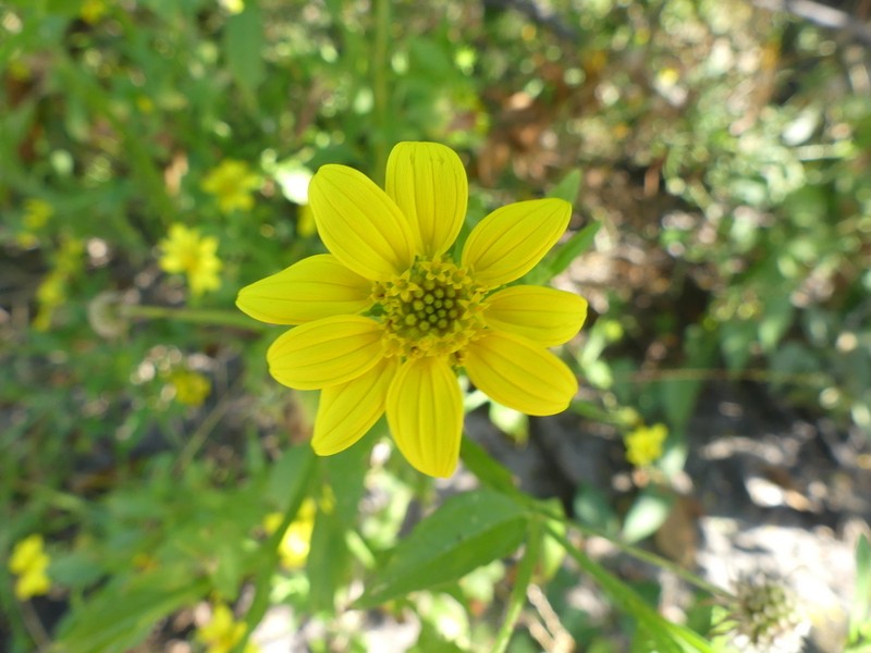 Calostephane divaricata photo 5