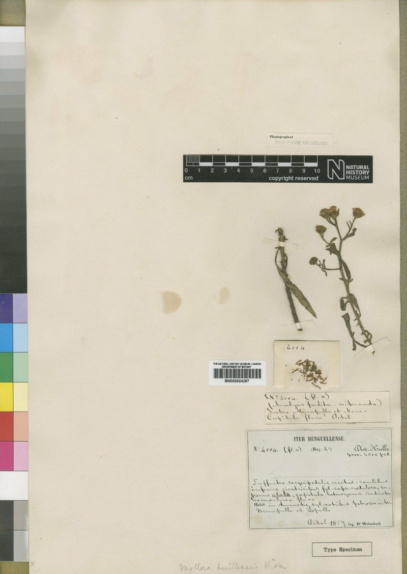 Calostephane huillensis