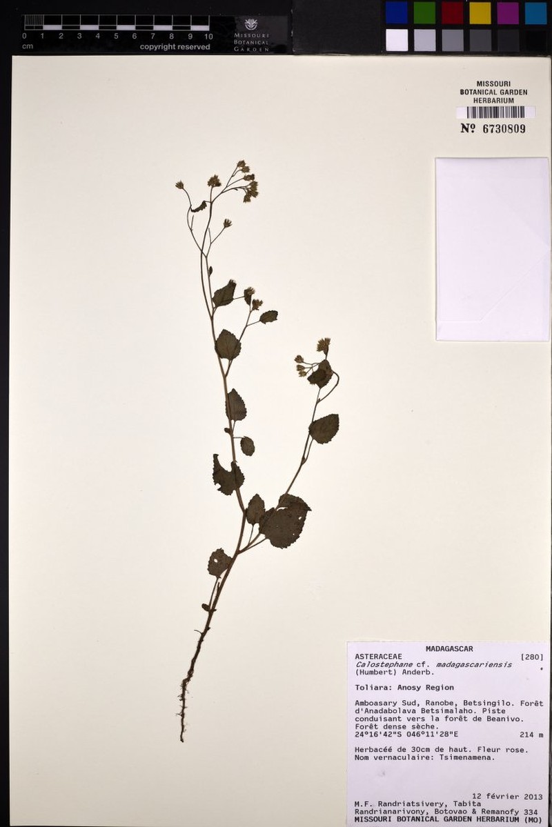 Calostephane madagascariensis