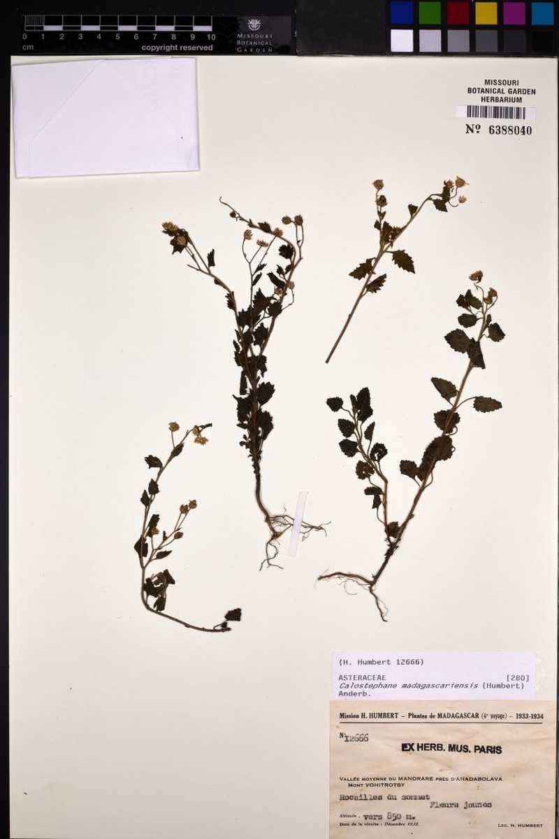 Calostephane madagascariensis photo 2