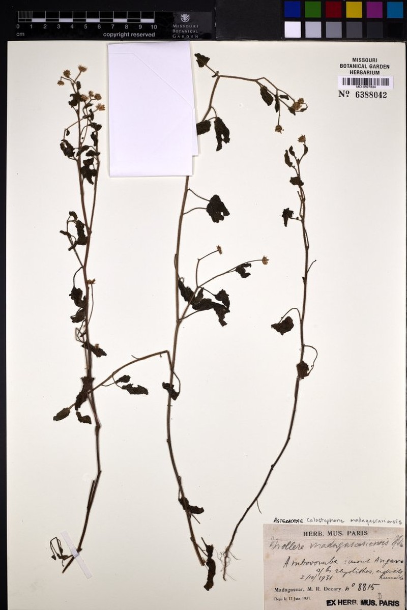 Calostephane madagascariensis photo 3