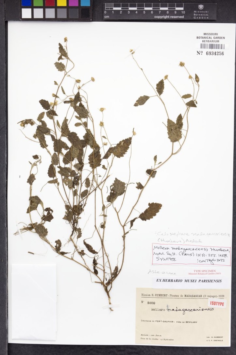 Calostephane madagascariensis photo 4