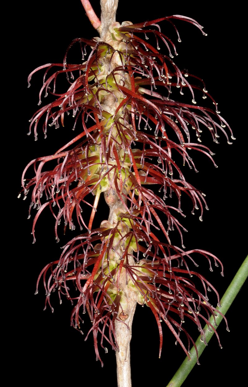 Calothamnus lateralis