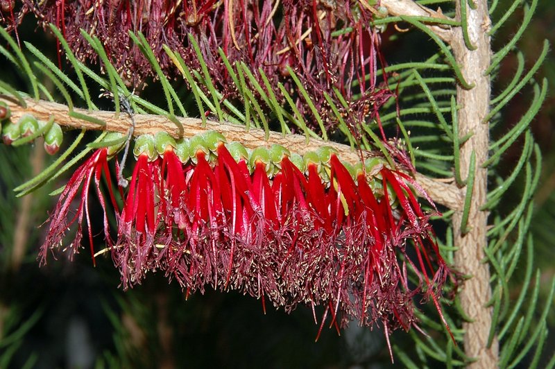 Common Netbush