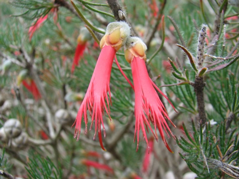 Calothamnus sanguineus