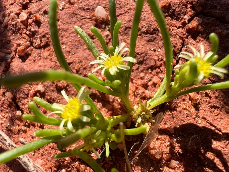 Calotis ancyrocarpa