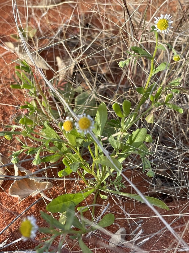 Calotis ancyrocarpa photo 3