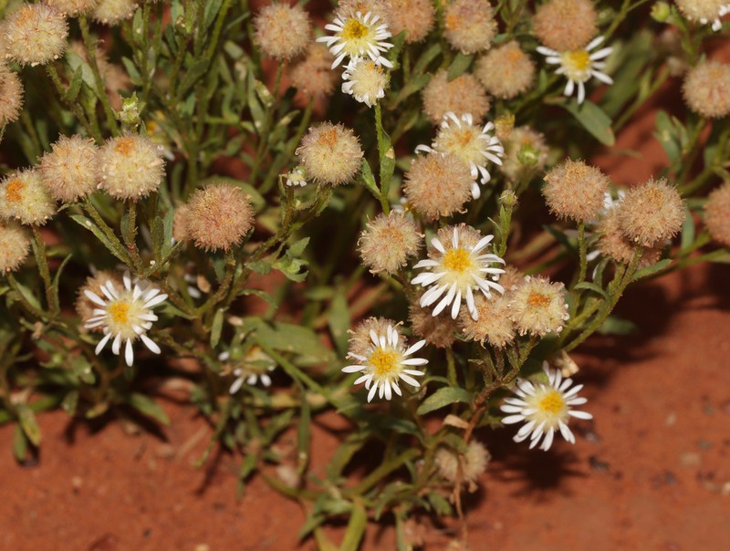 Calotis ancyrocarpa photo 4