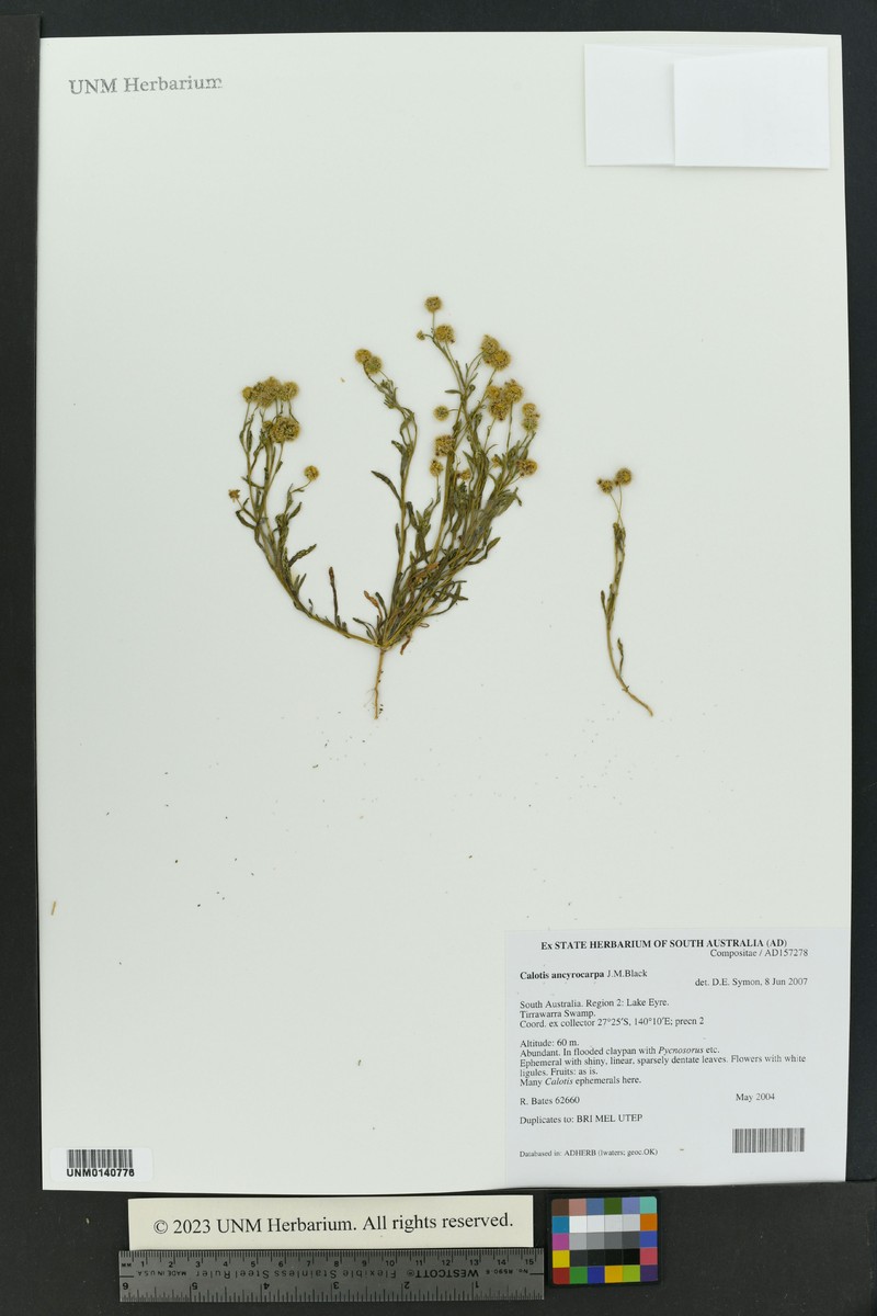 Calotis ancyrocarpa photo 5