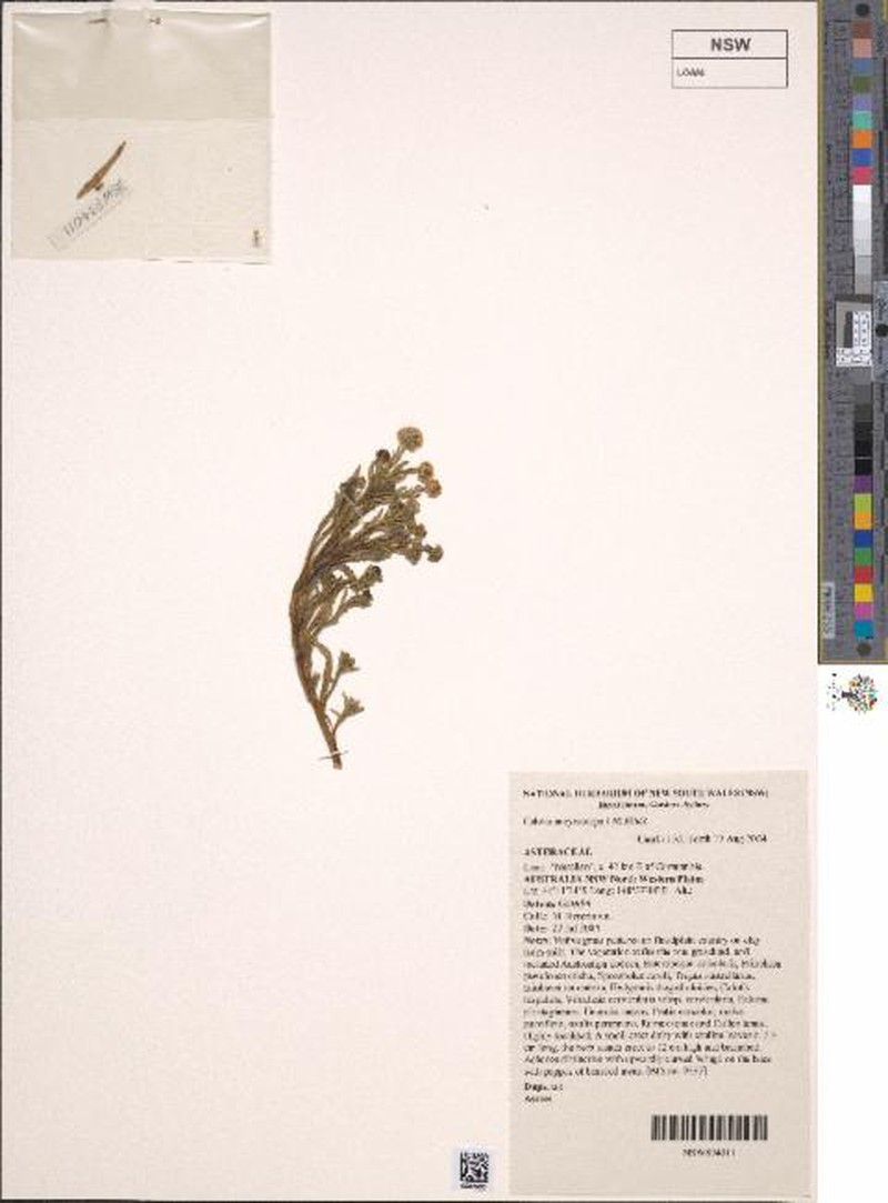 Calotis ancyrocarpa photo 6