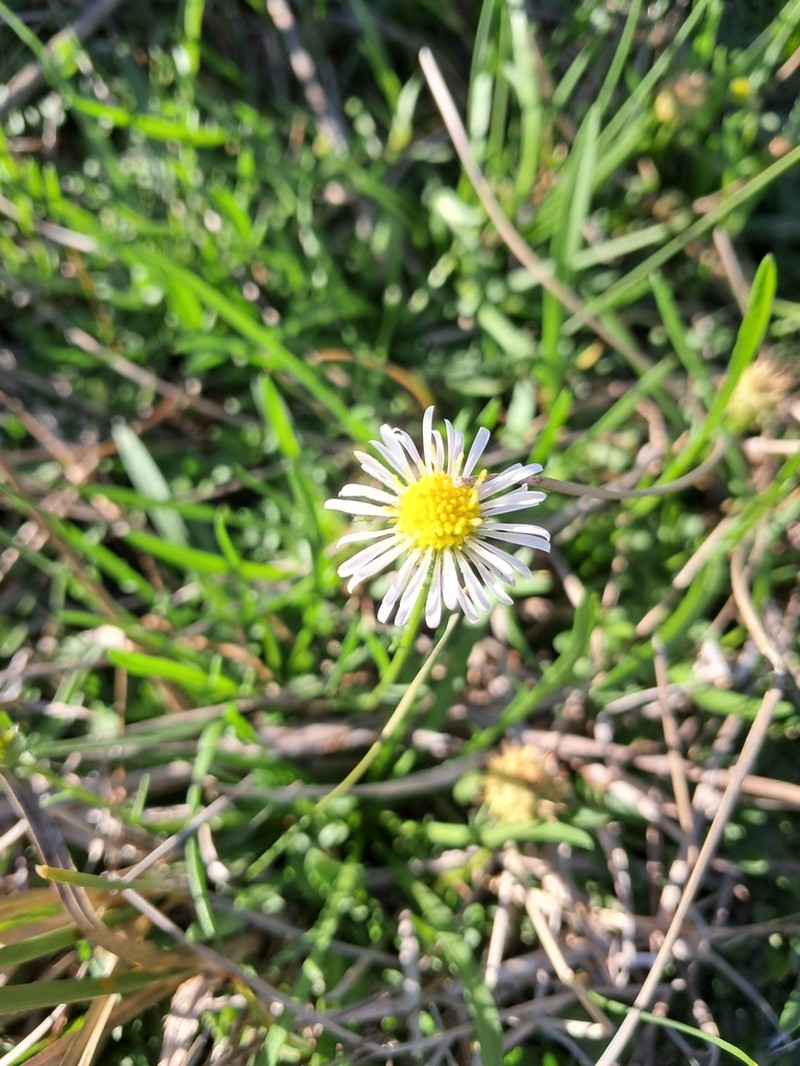 Calotis anthemoides