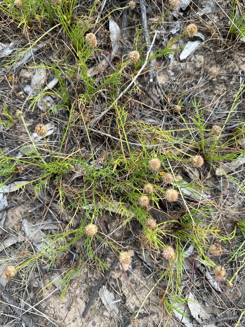 Calotis anthemoides photo 3