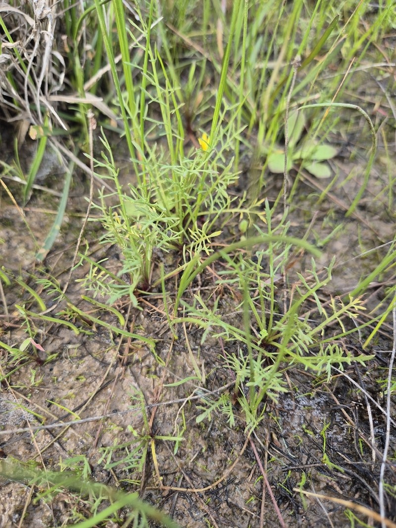 Calotis anthemoides photo 5