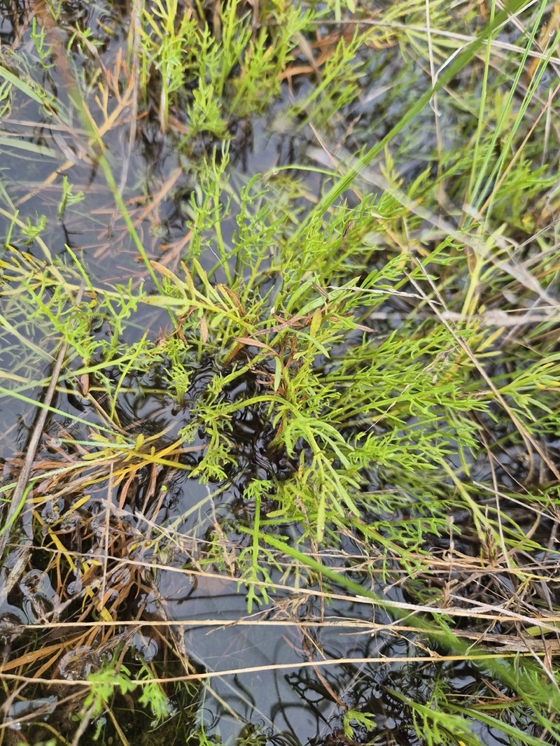 Calotis anthemoides photo 8