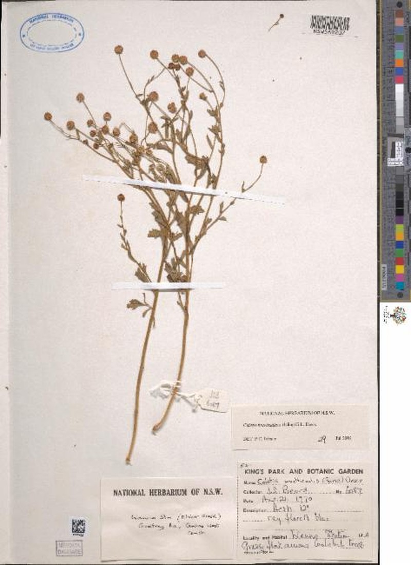 Calotis breviradiata