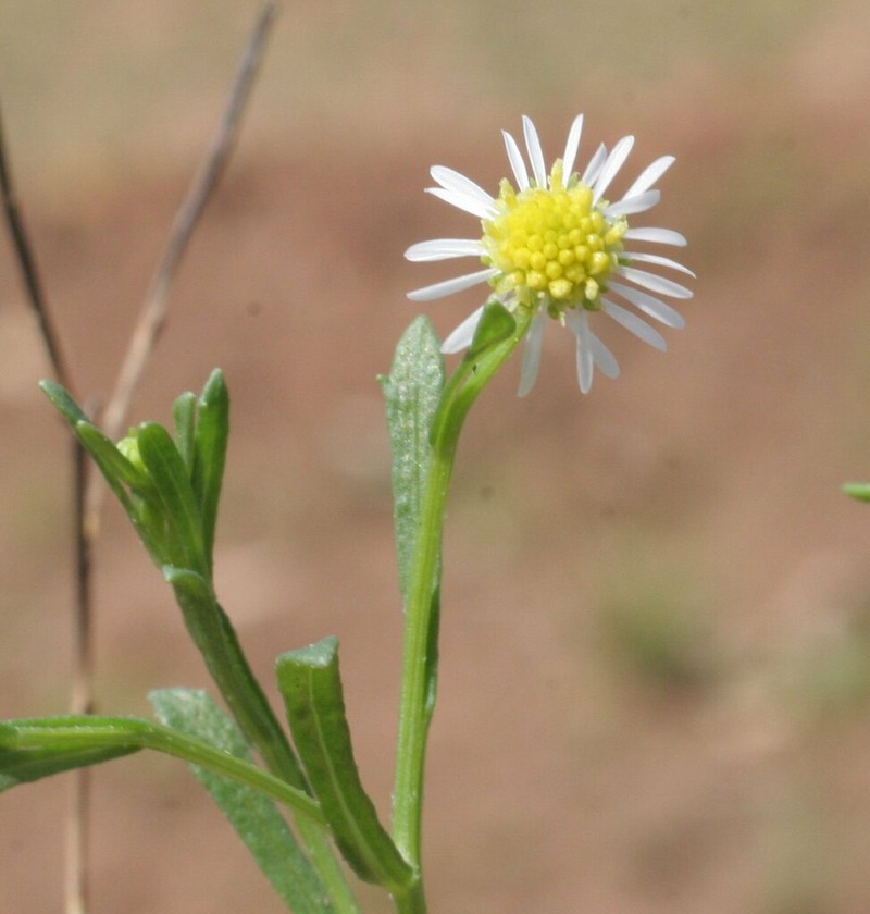 Calotis breviseta