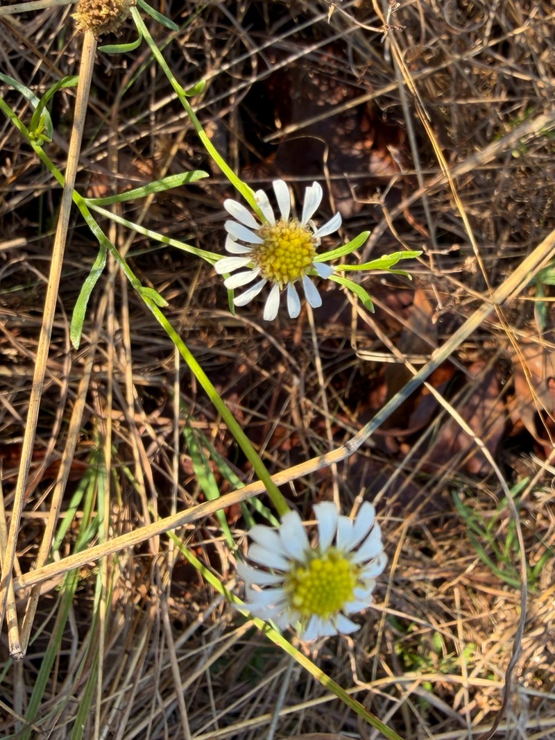 Calotis breviseta photo 3
