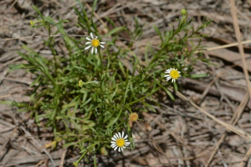 Calotis breviseta photo 4
