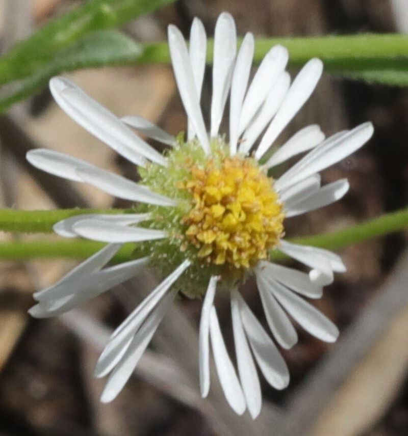 Calotis breviseta photo 5