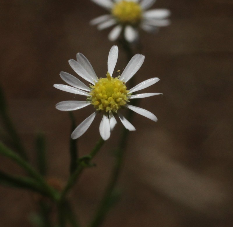Calotis breviseta photo 7