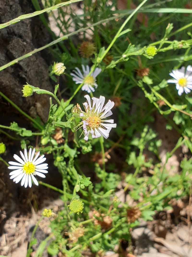 Calotis cuneata