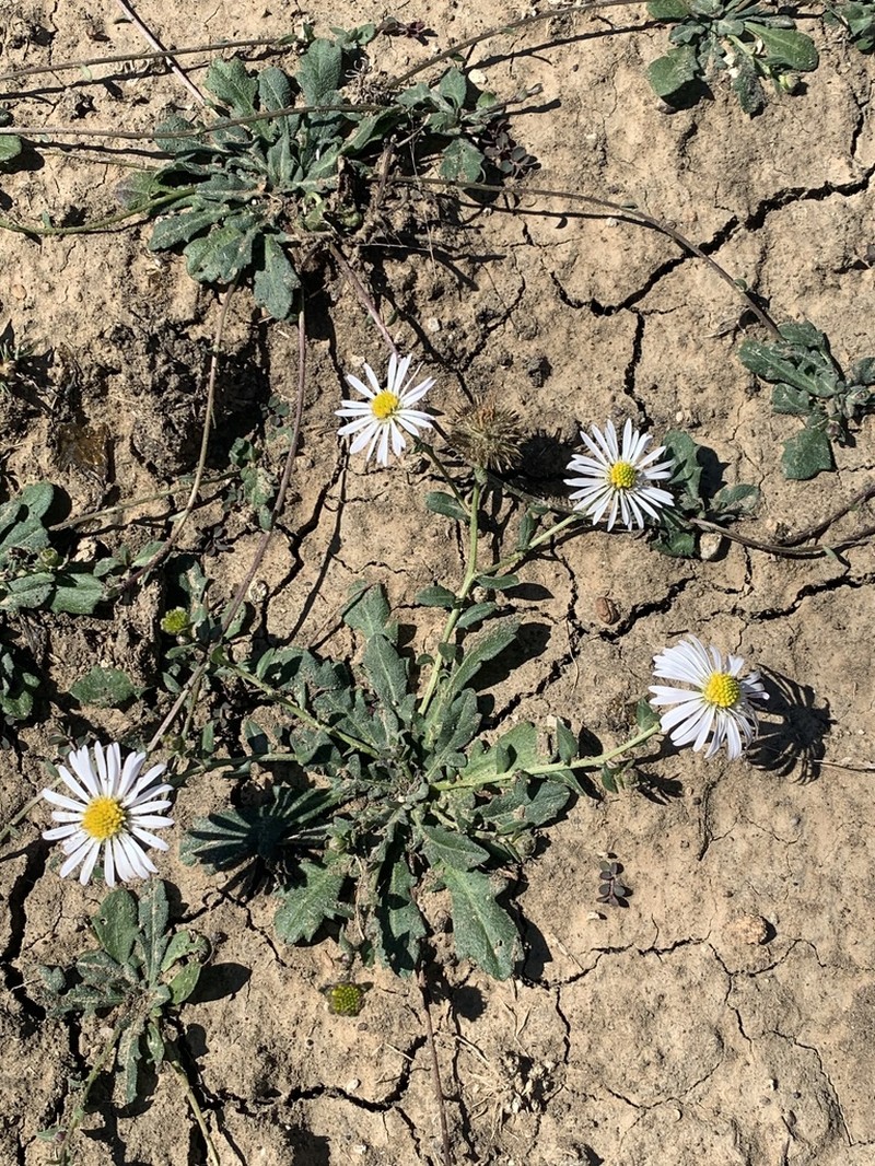 Calotis cuneata photo 2