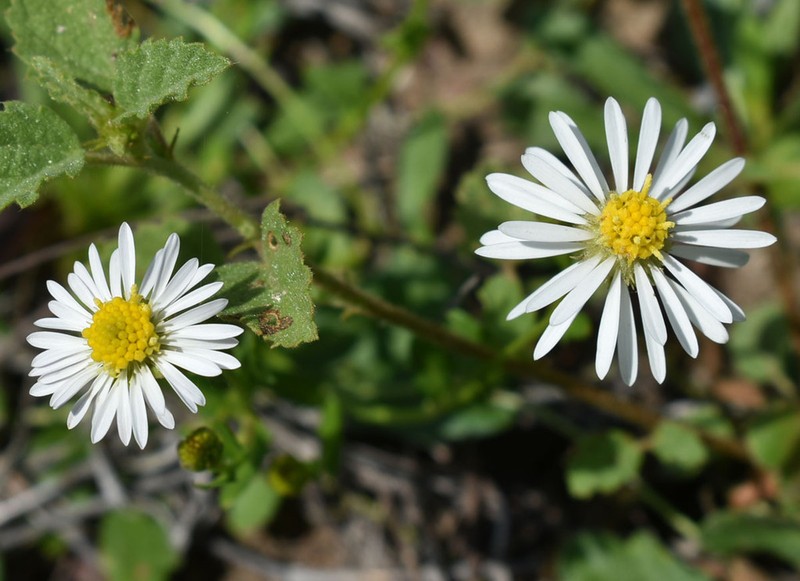 Calotis cuneata photo 3