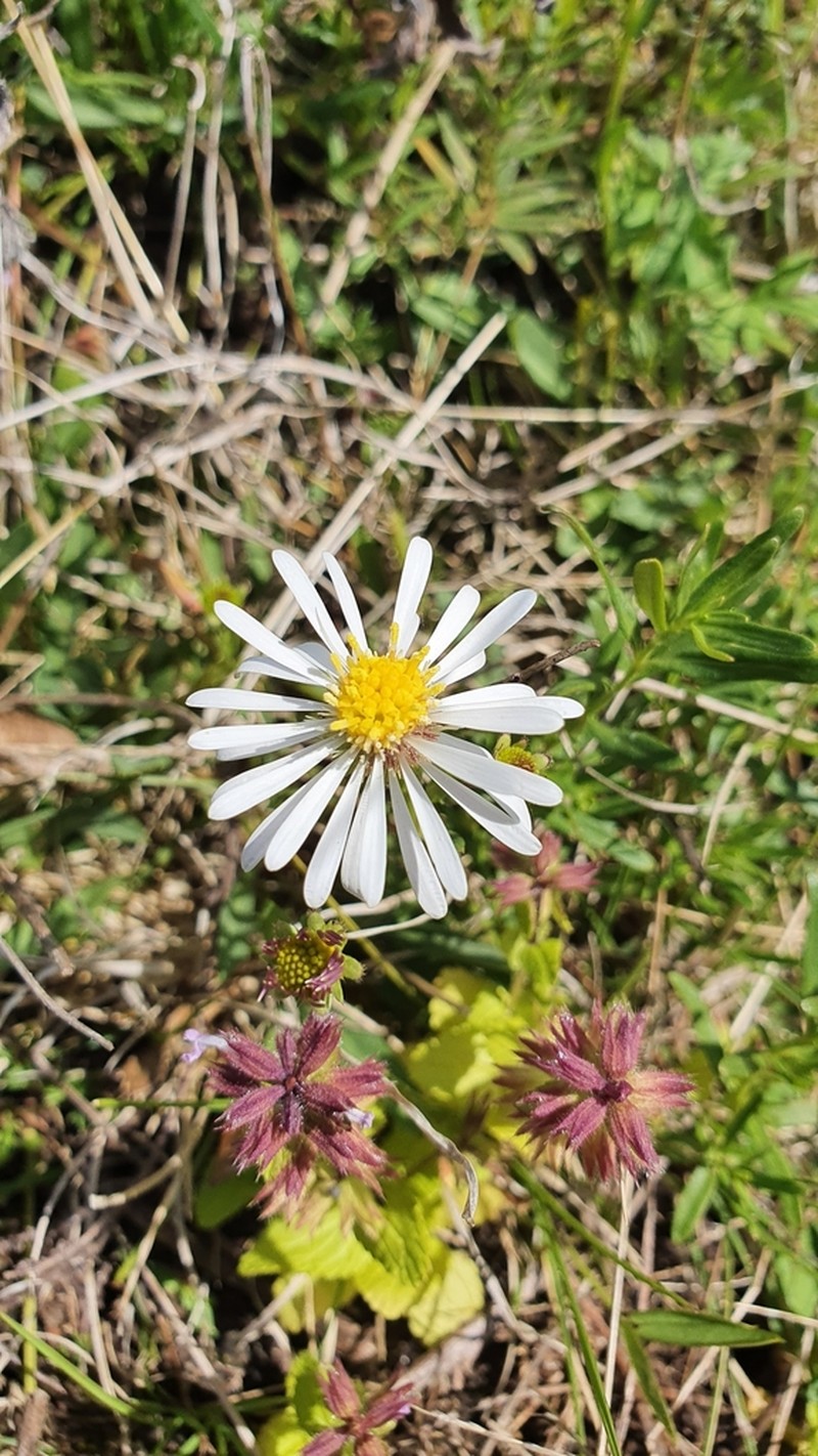Calotis cuneata photo 4