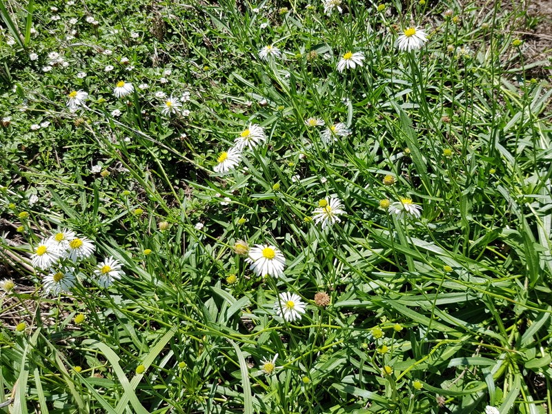 Calotis cuneata photo 5