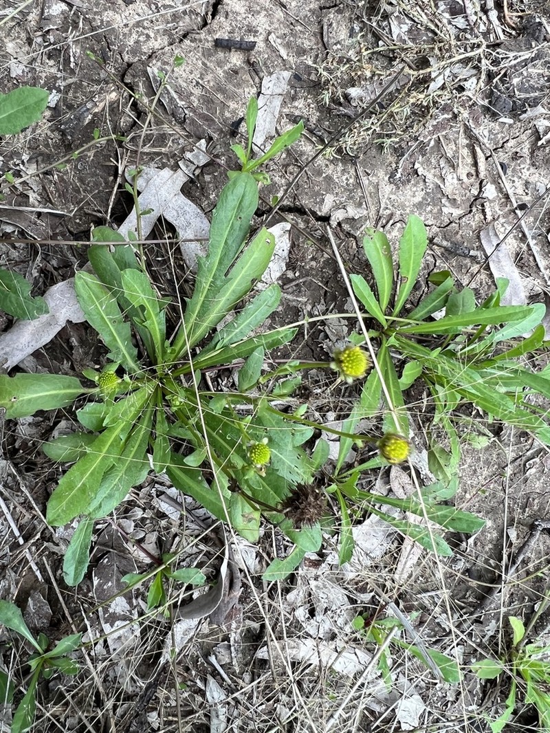 Calotis cuneata photo 6